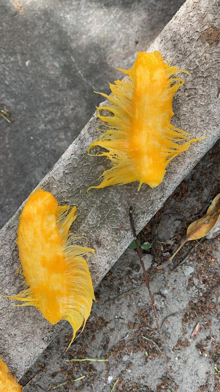 seed