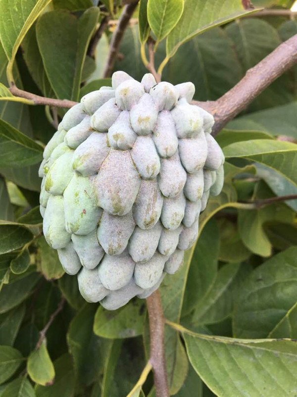 46519108_10156796850730419_2294472757607399424_n