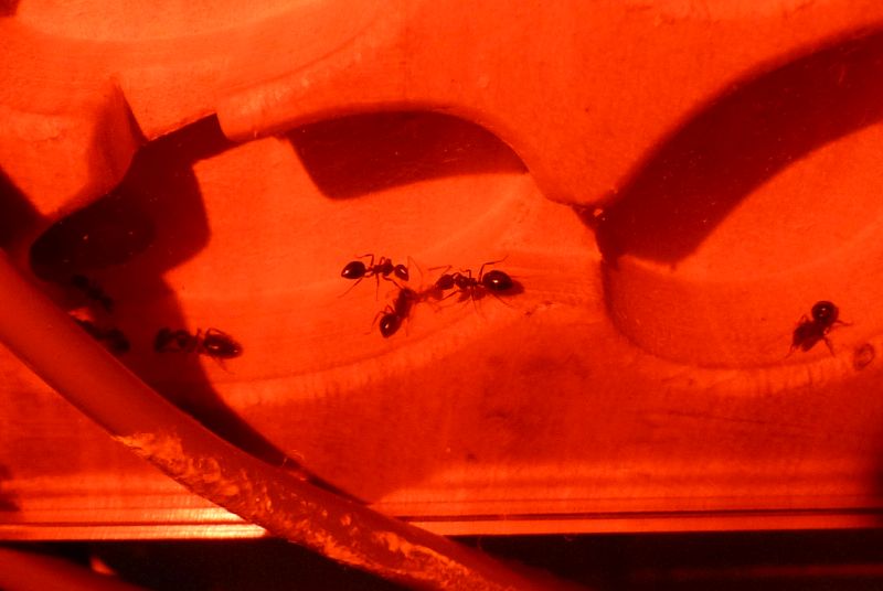 0610-lateralis2.jpg