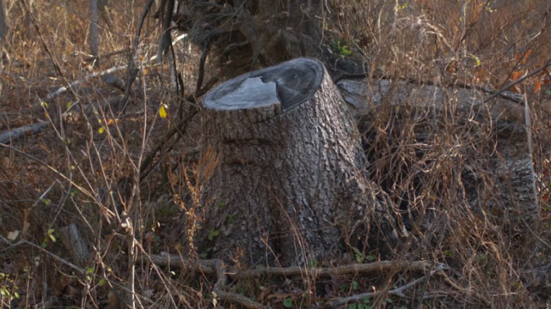 [Image: 38idqjxja0t5.png]