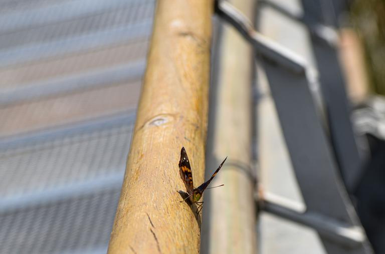 В джазе только девушки или аргентинско-бразильский калейдоскоп В джазе только девушки или аргентинско-бразильский калейдоскоп