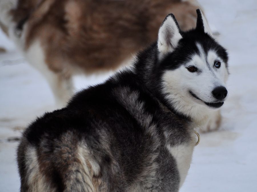 sled-dogs-huskies-12-by-windfuchs-d92rkcv-fullview.jpg