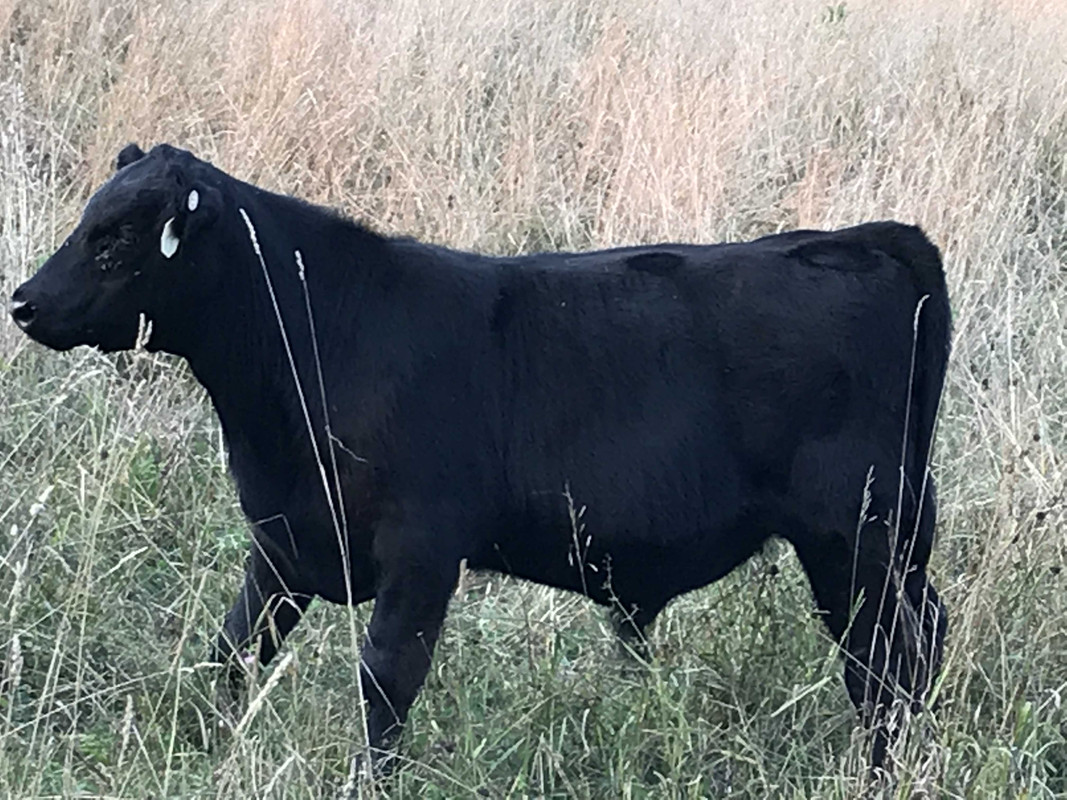 bull calf #25 pic 1