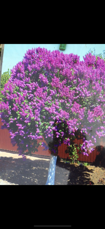 A50A2BB3-45FE-44A6-AEC1-EC9DE4094770