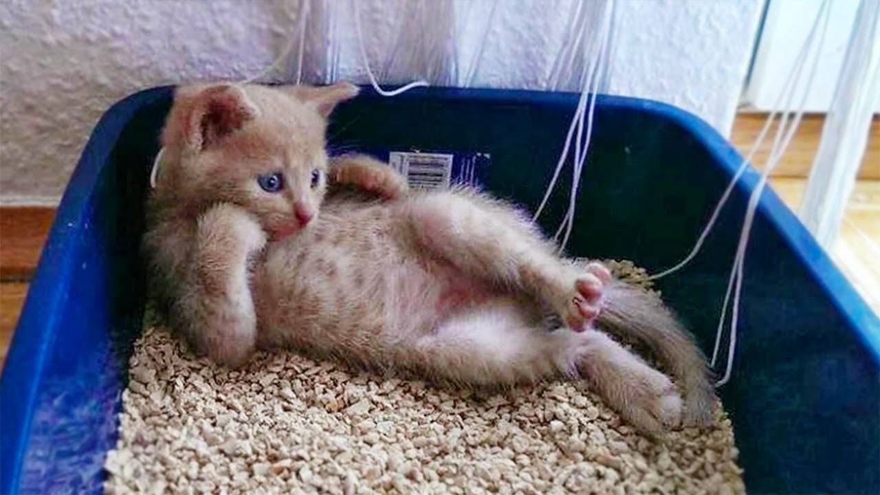 [Image: maxresdefault.jpg]