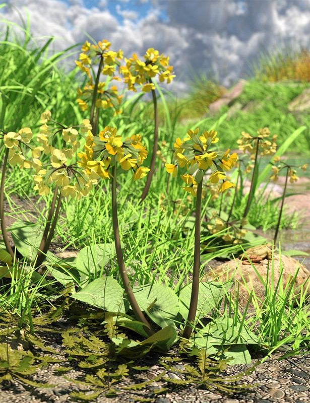Wild Flowers Volume 9 Primulas (Wild and Cultivated) Wild Flowers Volume 9 Primulas (Wild and Cultivated)