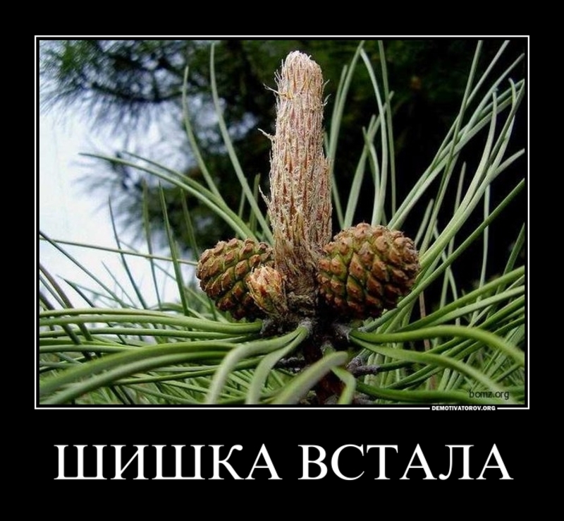 фото на полшишки узнать, как