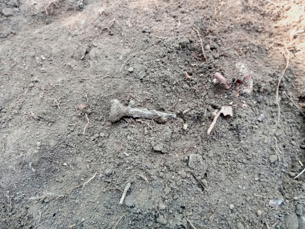 naula tappi n 5cm pitkä