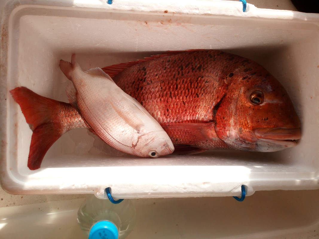 WhatsApp Image 2020-12-21 at 13.01.28(1)