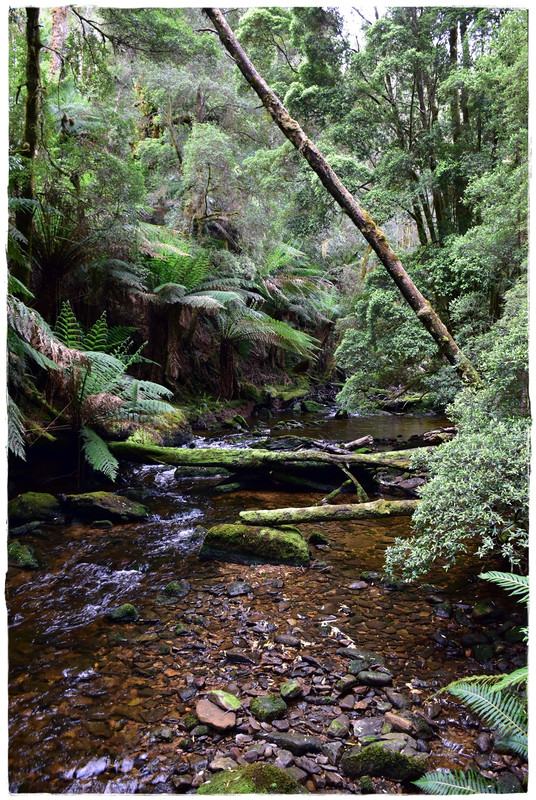 Queenstown & Nelson Falls - Australia (II): Recorriendo Tasmania (7)