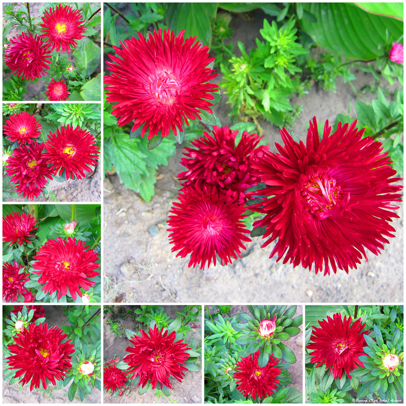 городские цветы6