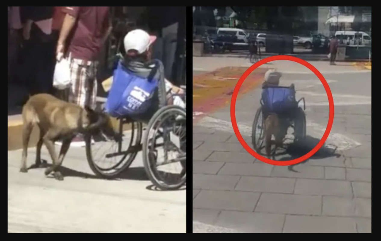 Perrita se viraliza por empujar silla de ruedas de su amo para vender dulces