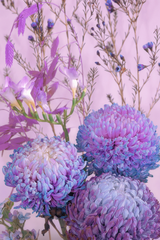 Plumage and Chrysanthemun