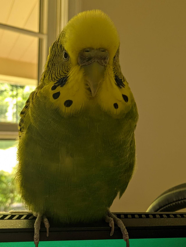 Bobo 1
