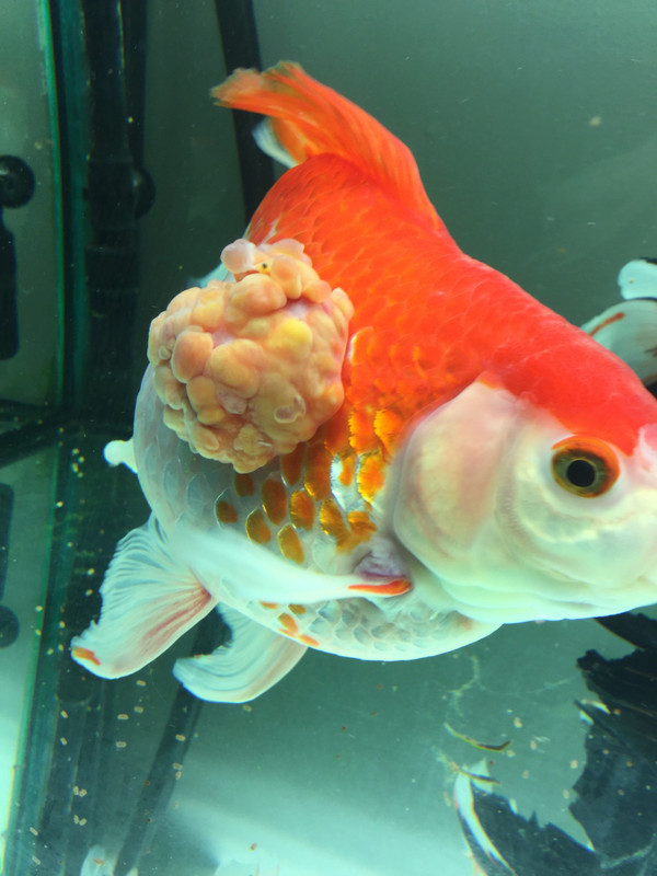 EE524A74-7B24-4B94-B328-8B1D6488E308