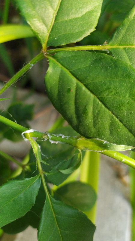 335E222A-BFFD-4B82-ACA7-A5DAFCF7D323