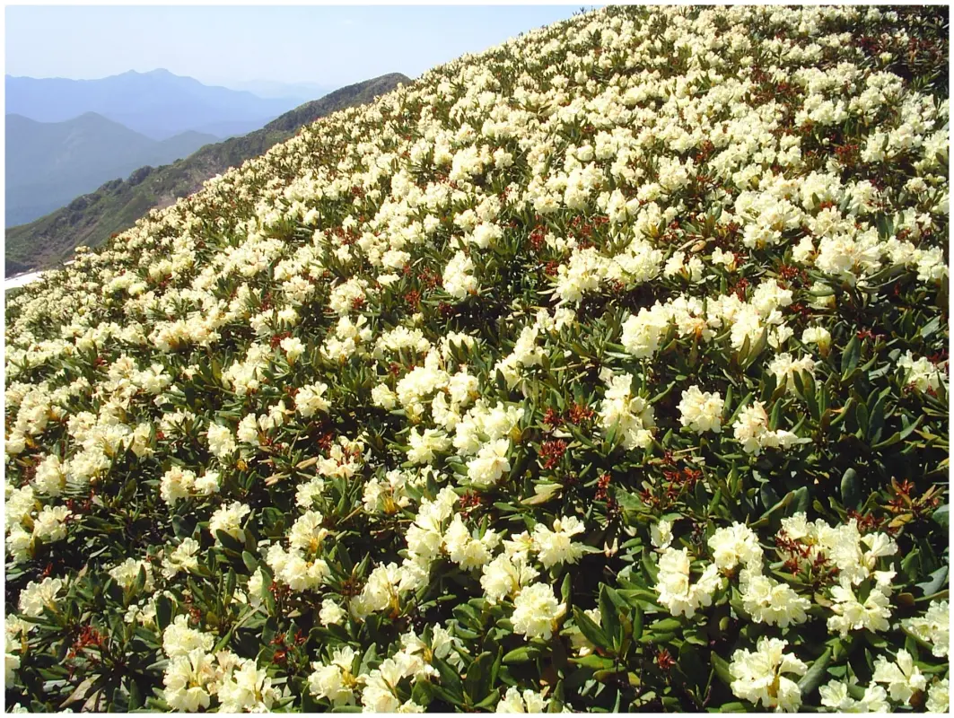 orig-2 Ты трогать ее не моги! Растения, к которым лучше не приближаться