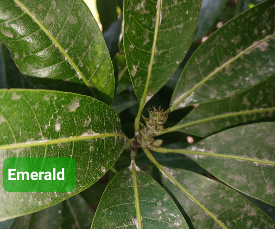 20250206_095327
