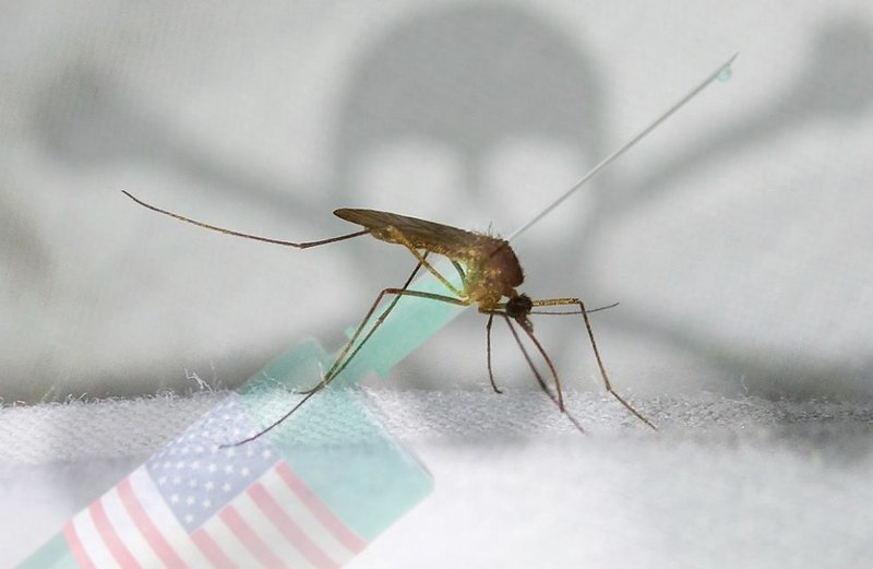 Mosquitos de Laboratorios en Estados Unidos