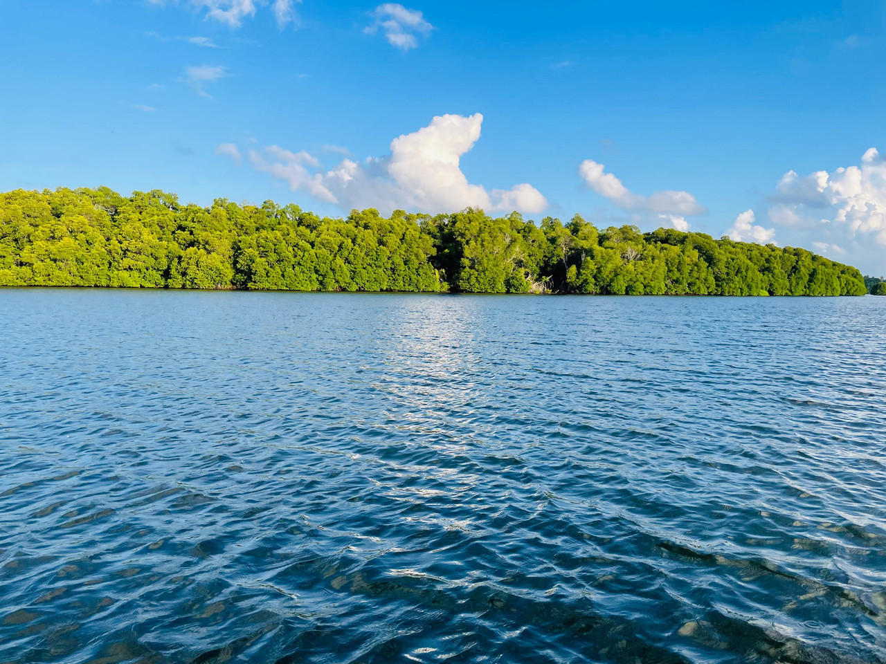 Mangrove Tree 8