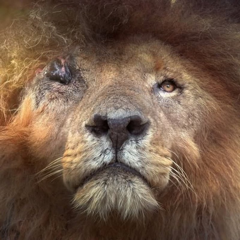 Scarface lion Maasai Mara legendary scar eye