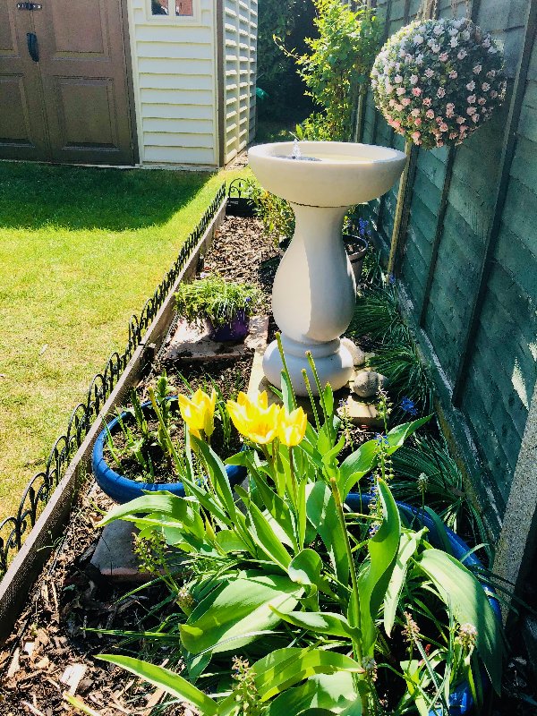 bird-bath-yellow-tulips-april23rd-2020.jpg