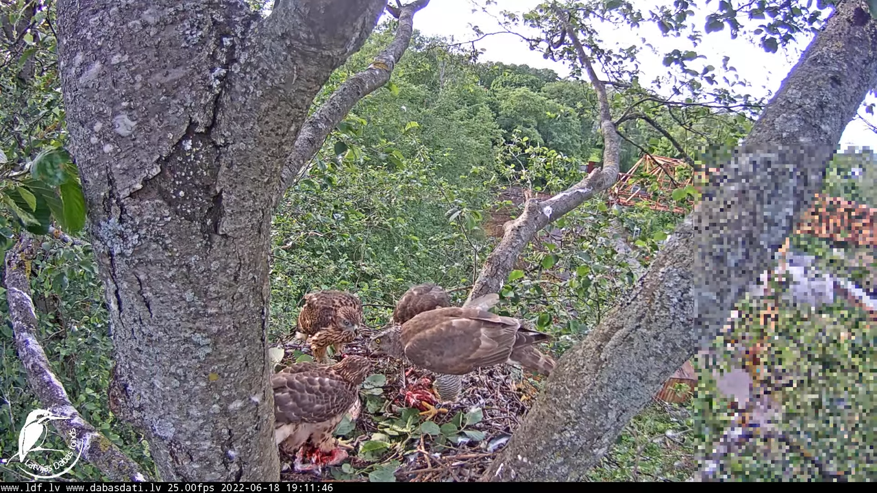 Vistu vanags (Accipiter gentilis) Rīgā - LDF tiešraide __ Goshawks, Riga, Latvia 9-8-11 screenshot