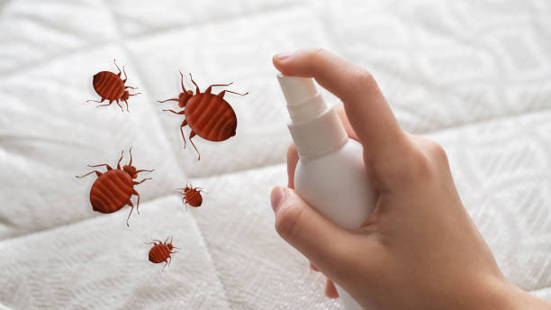 Exterminateurs de punaises de lit dans le 95 Val d'Oise