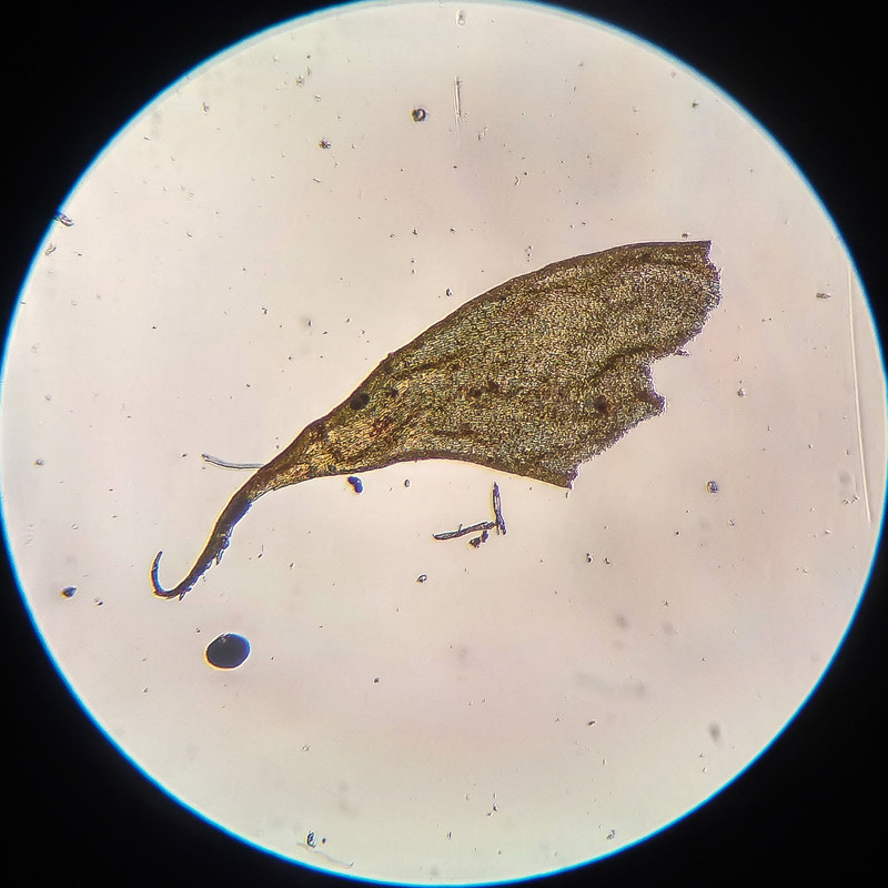 IMG 20250616 210331 HDR