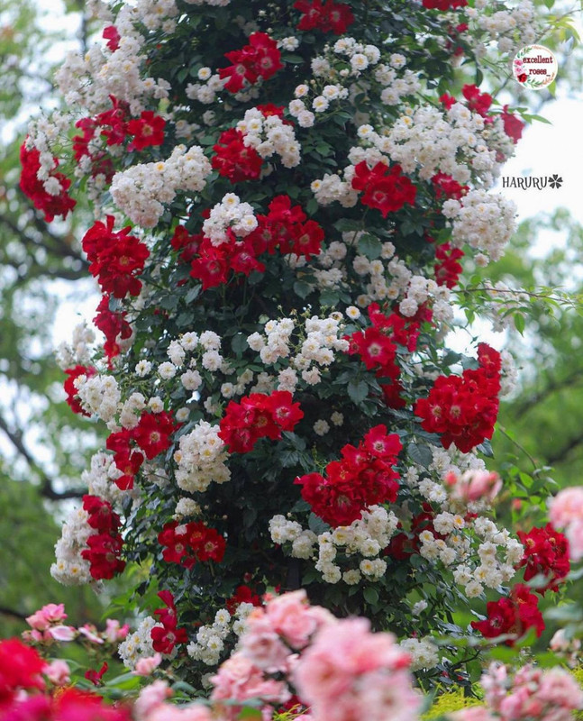 ���� ���� ������ �� ���� ������