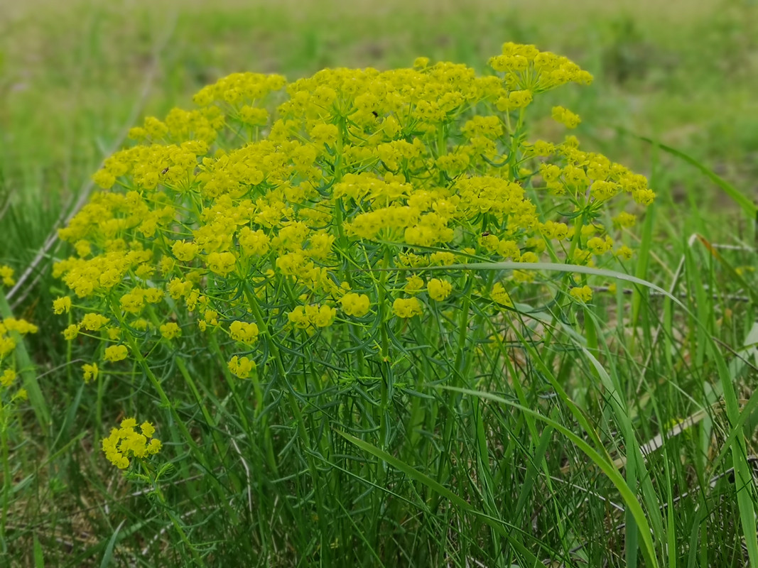 [Obrazek: IMG-20190503-134511.jpg]