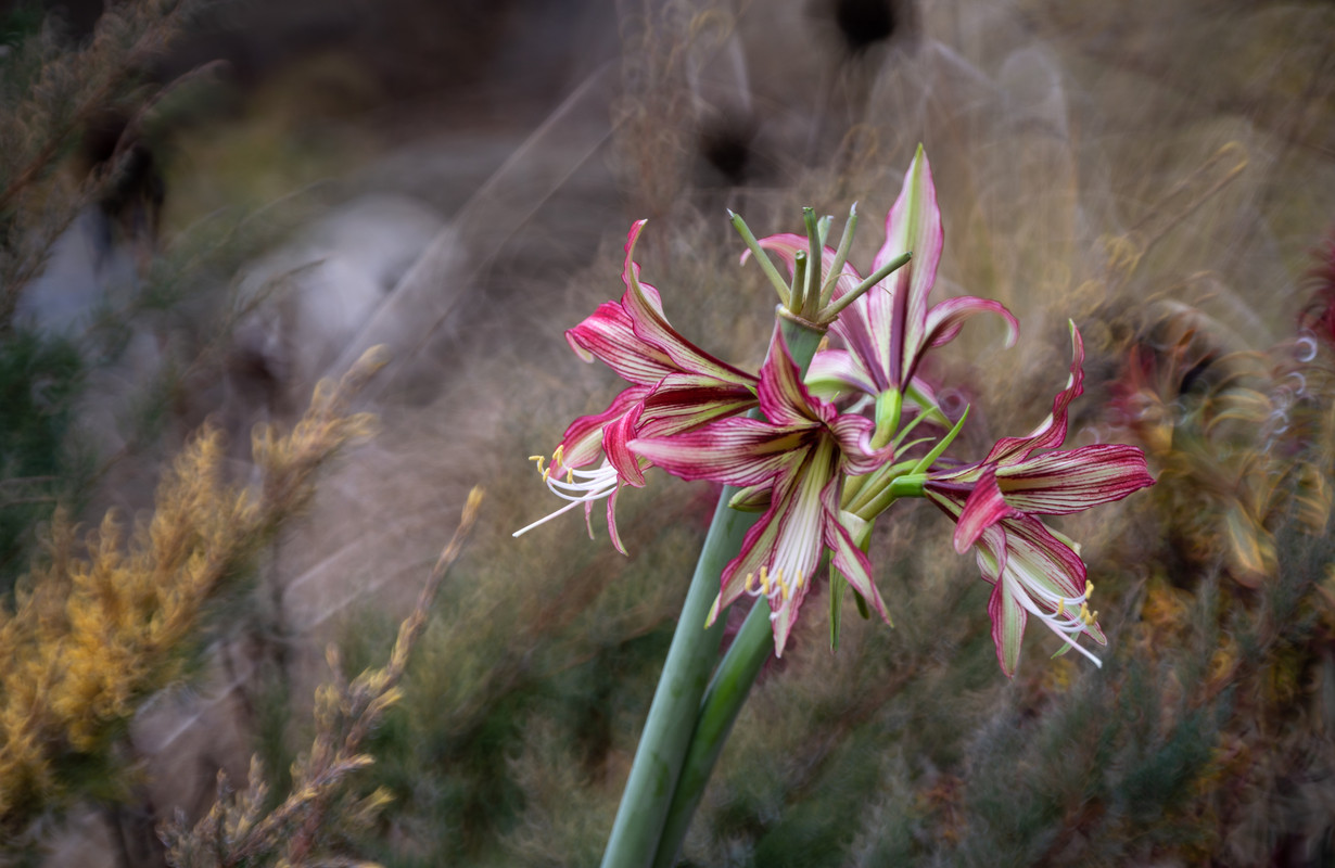 IMG-013ded4aa8f69e0570693d7127d90d19-V