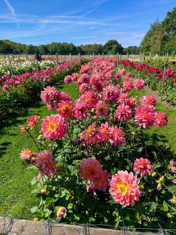 kens-flowers.jpg
