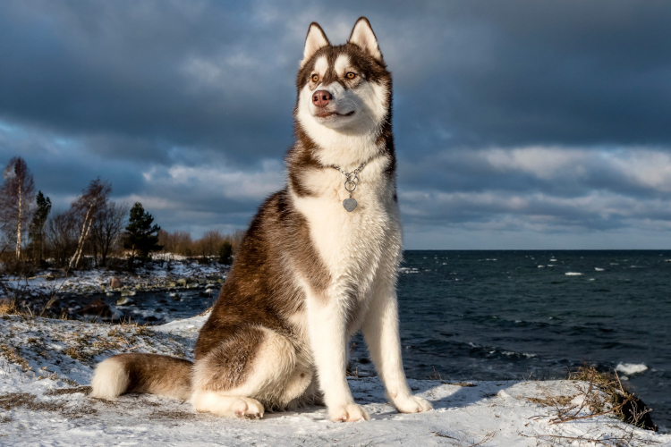 dog-day-5.jpg