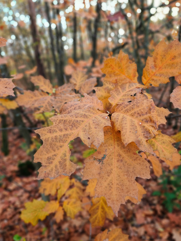 Lumii 20251104 152557436