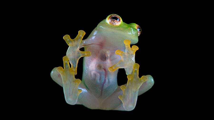 Прозрачная жаба Hyperolius leucotaenius Прозрачная жаба Hyperolius leucotaenius