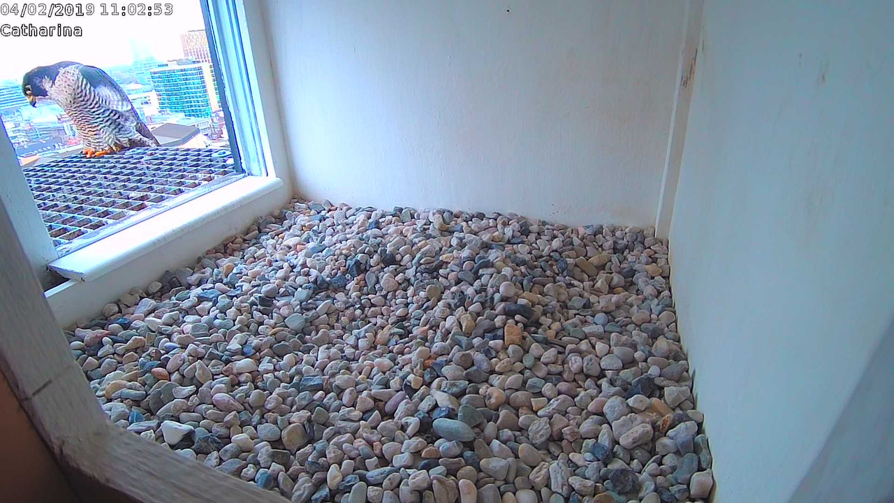 MDAlarm_20190204-110253