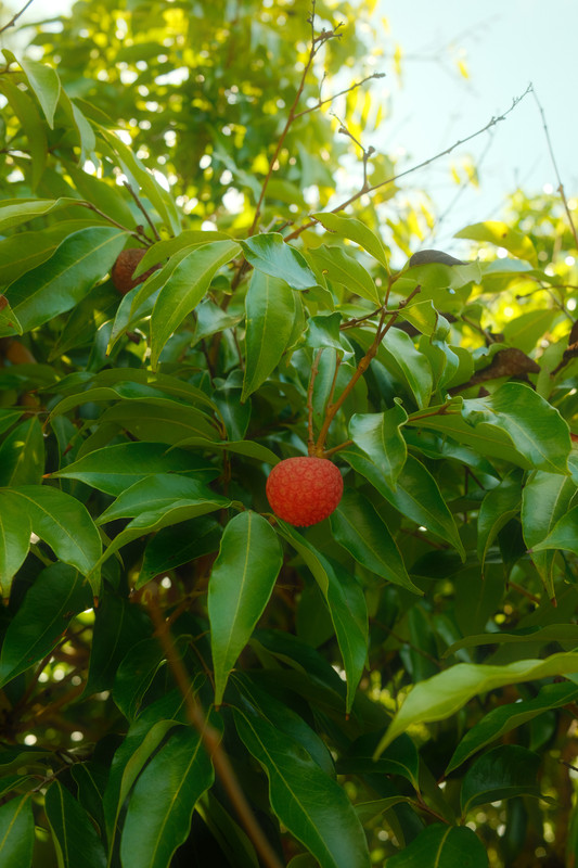 DSCF3359