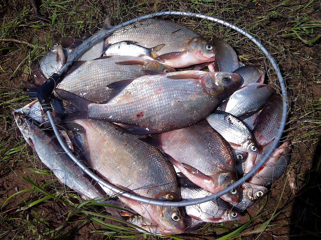 В. Курья 04.06.15 05