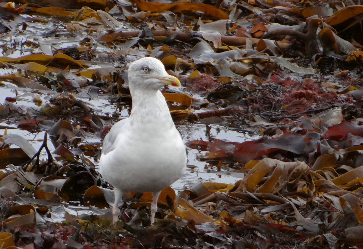 HERRING GULL 1