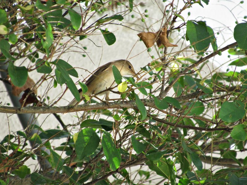 Felosa palustre ( Acrocephalus palustris ) IMG-2055