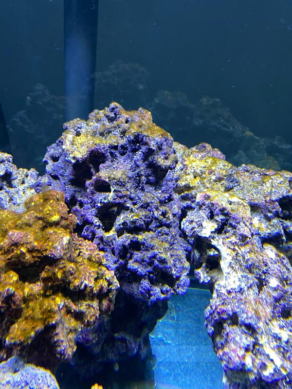 WhatsApp Image 2020-04-07 at 20.40.55 (3)