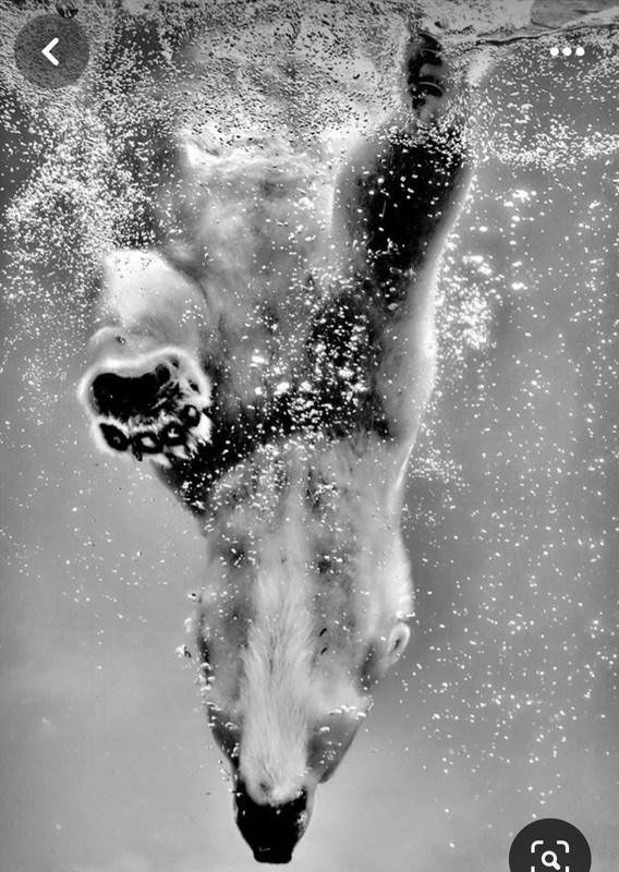 Screenshot_20240329_203531_Pinterest