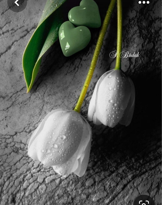 Screenshot_20230427_231624_Pinterest