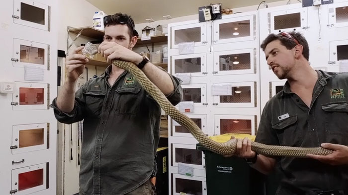 Pakar ular di Australia Reptile Park tengah menunjukkan proses mendapatkan venom atau bisa ular. Bisa ini jadi bahan baku untuk membuat anti venom, atau penawar bagi manusia yang digigit ular berbahaya.