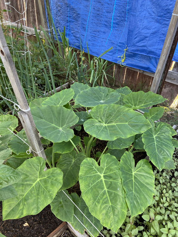 6AE9748F-70C9-4EAB-8B0D-BC60953808BD