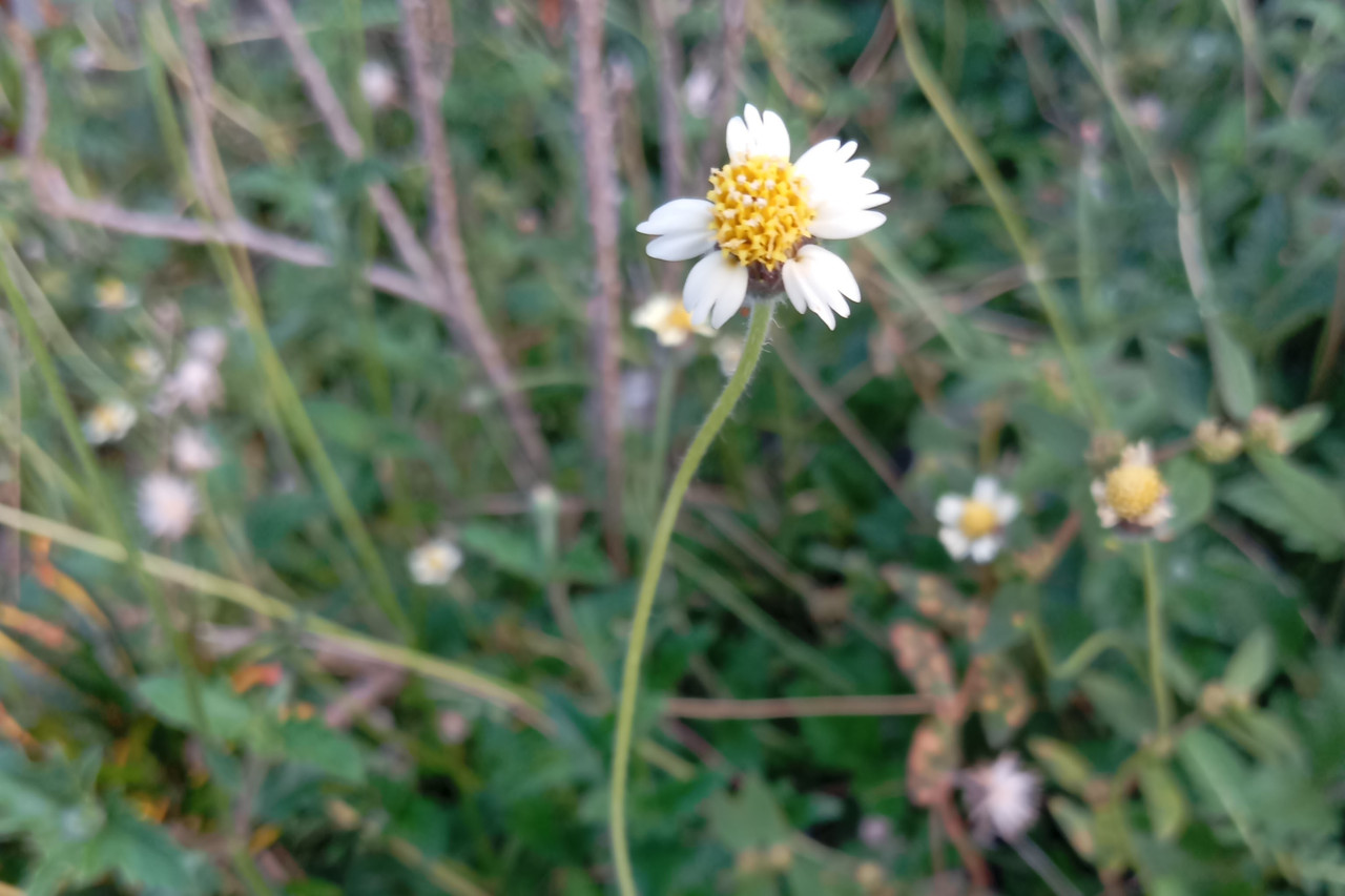 Wild flower in my backyard