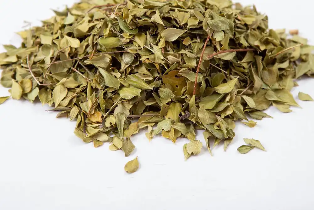 Buchu leaf powder