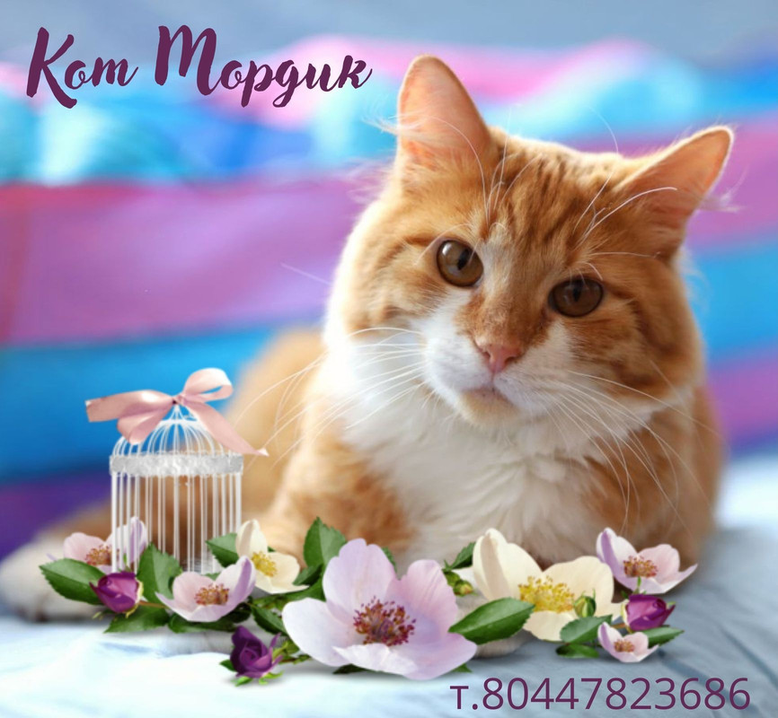 Кот Мордик
