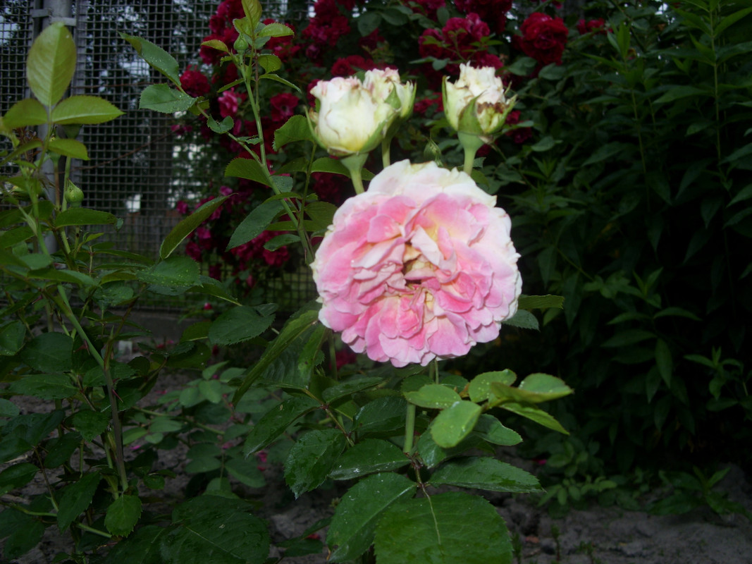 SDC10505